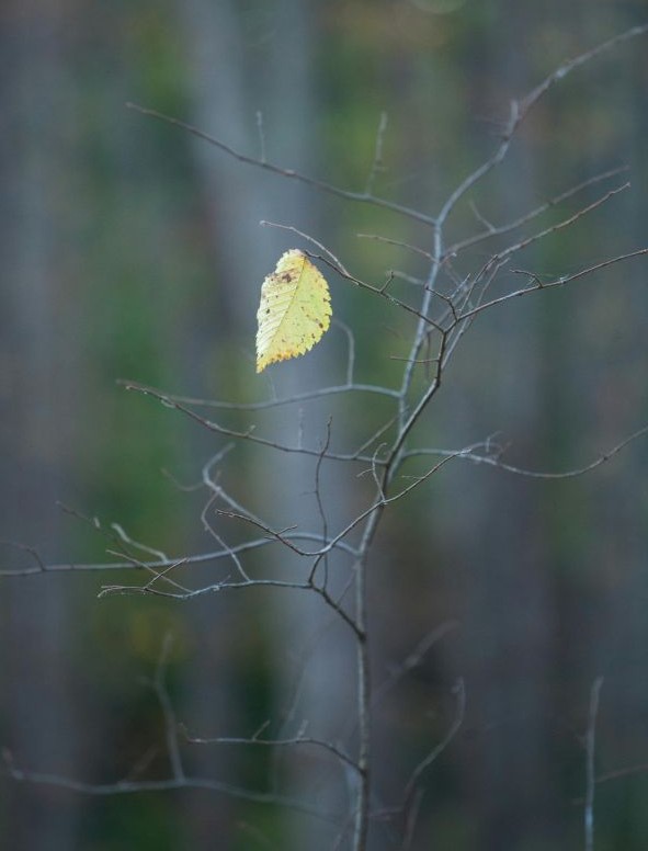 What does true surrender represent in spiritual growth?